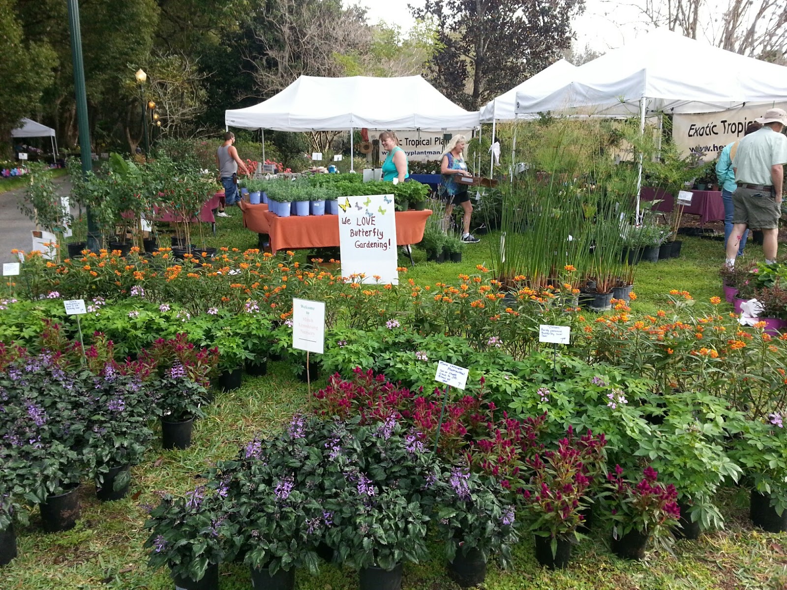HeyPlantMan! Exotic Tropical Plants from St. Pete FL Leu Gardens