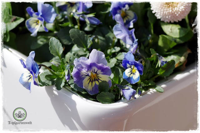 Gartenblog Topfgartenwelt Topfgarten + DIY mit Knagglig (Kiste) und Töpfen viel Platz auf kleinem Raum schaffen - Blumendeko mit Hornveilchen und Bellis passend für den Frühling und Ostern: Osterdeko aus Blumen für den Garten
