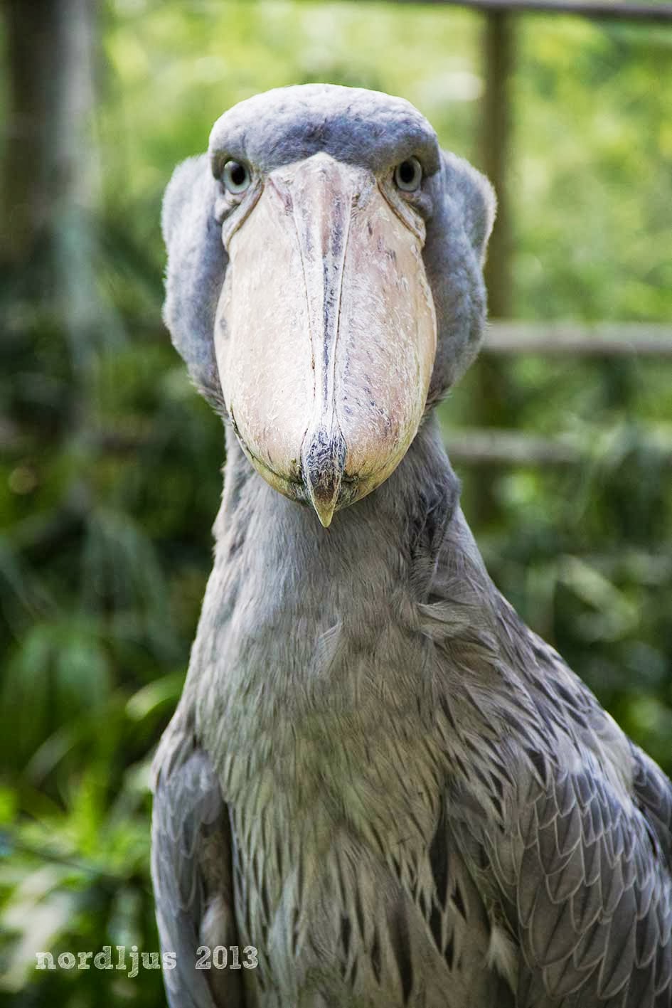 Nordljus A day at the zoo Birds