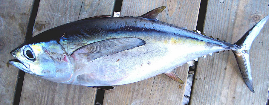  Ikan  Tuna  Budidaya Ikan  Ikan  Hias Resep Ikan  