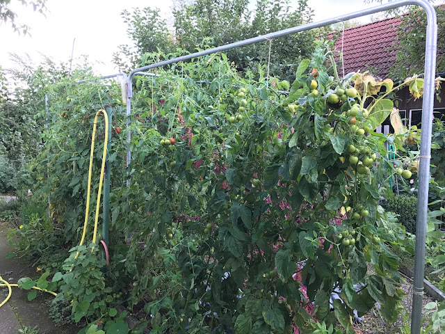 Freiland-Tomaten im September (c) by Joachim Wenk Freiland-Tomaten im September (c) by Joachim Wenk