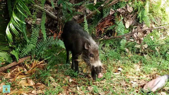 Cerdo barbudo de Borneo en el Parque Nacional de Bako, Malasia