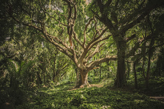 Spirito Alberi Spirito Alberi