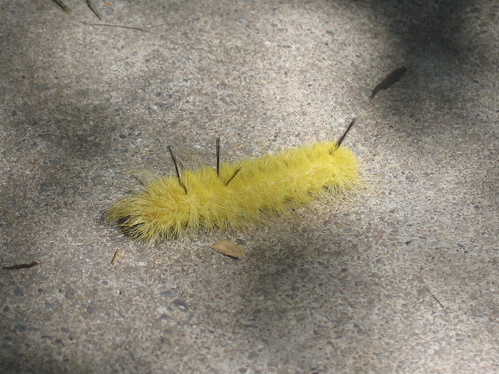 Home Farm A Yellow Caterpillar Brightens the Day