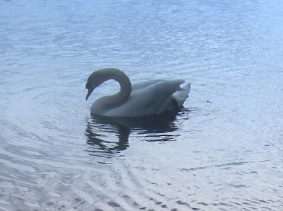 Swan on lake by http://DearMissMermaid.com copyright by Dear Miss Mermaid