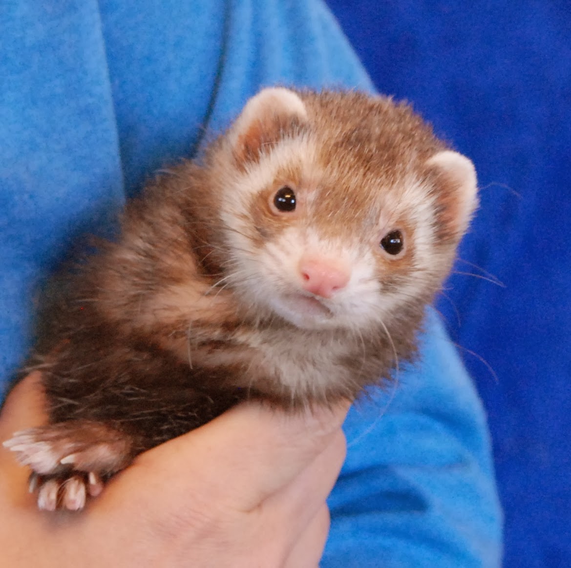 Three very friendly ferrets debuting for adoption.