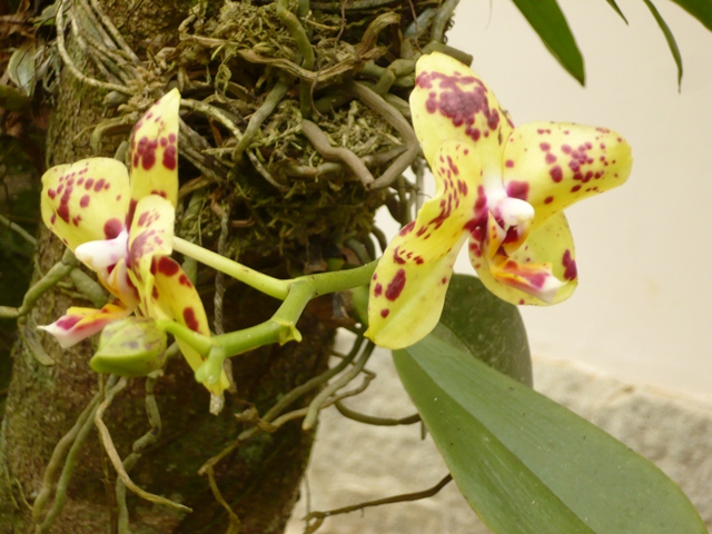 ORQUIDARIO RECREIO : Phalaenopsis amarela pintada 