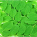 Phytonutrient and Pharmacological Significance of Moringa oleifera