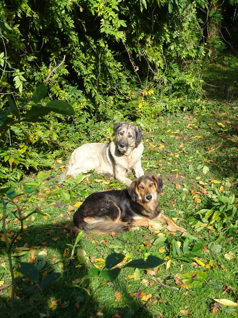 HILDE und FIONA aus Komotini / Griechenland