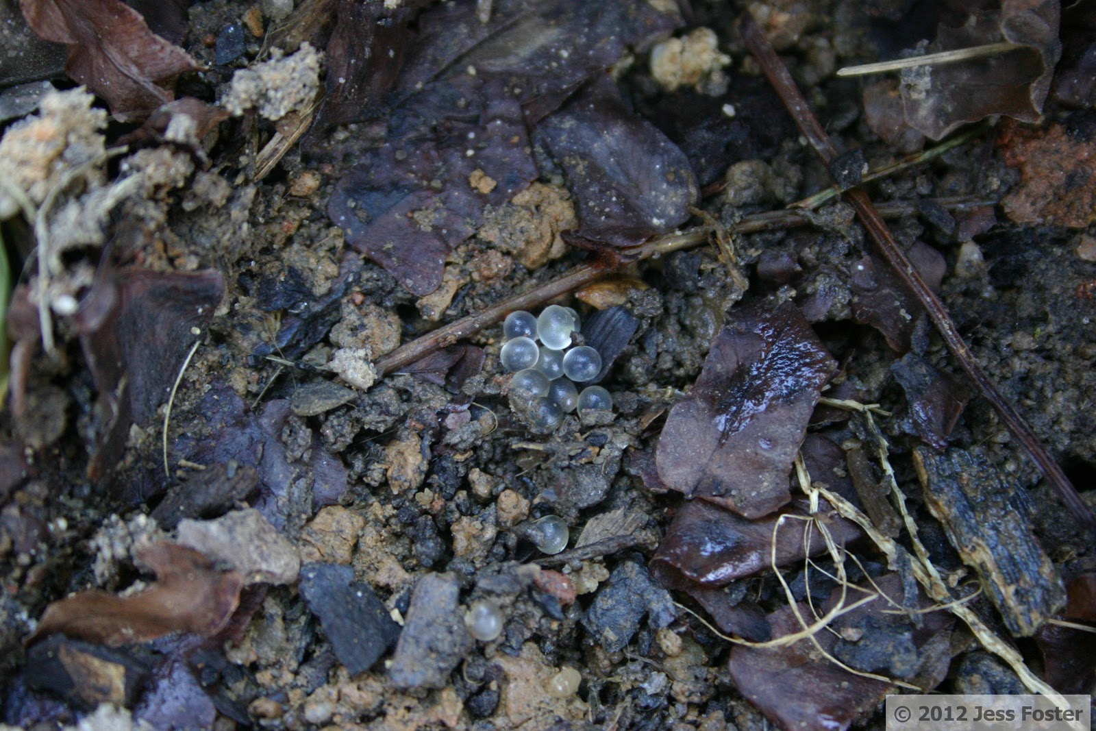 Sluggin' Along Slug Eggs Clutches 21 & 22