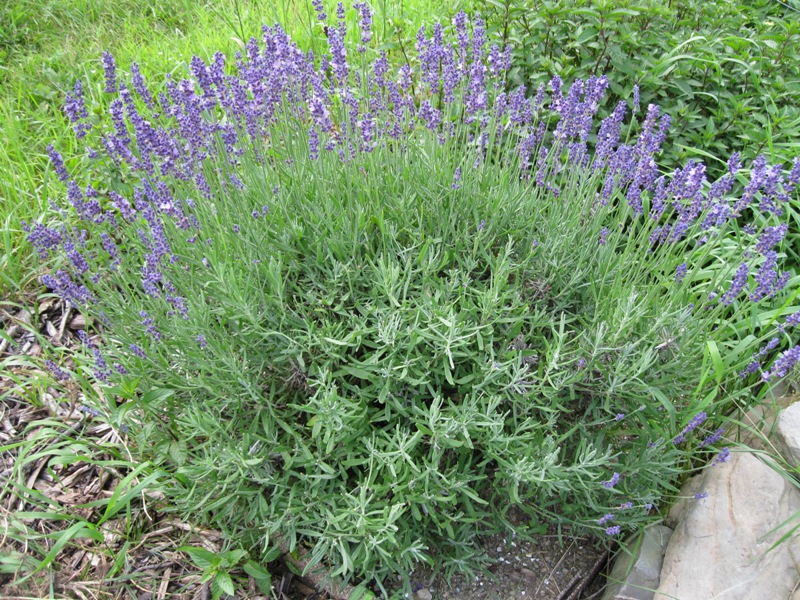 Plants and Stones Cutting Back the Lavender and Making Lavender Wands