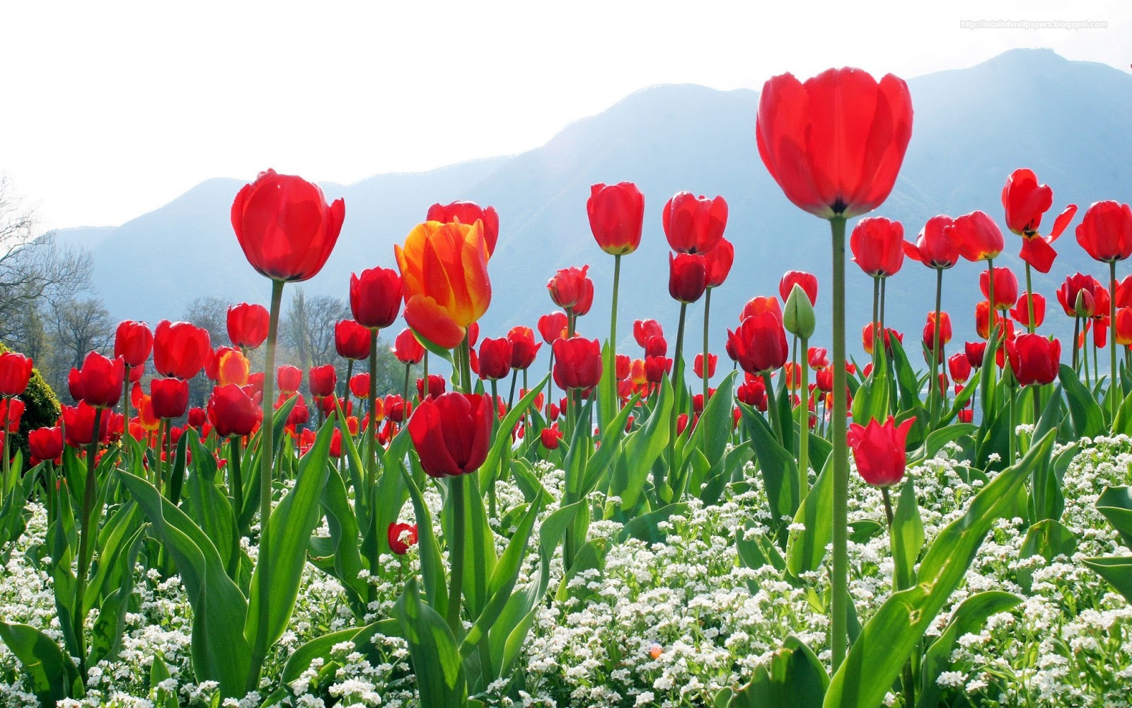HD Wallpapers: Tulip Hd Wallpapers HD Wallpapers: Tulip Hd Wallpapers