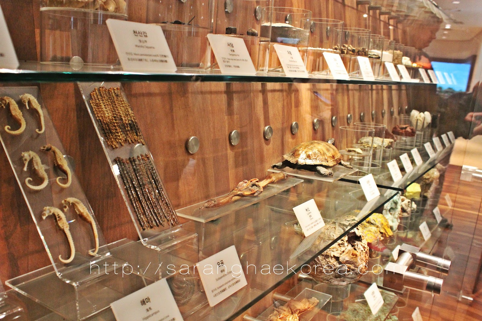 Learning About Korean Traditional Medicine at Seoul Yangnyeongsi Herb