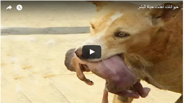 حيوانات أنقذت حياة البشر Animals saved lives