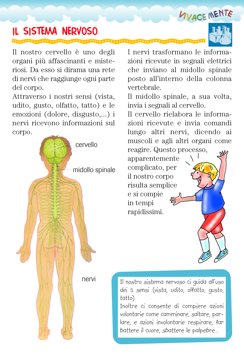 Vivacemente Il Giornalino Del Cuore E Della Mente Il Sistema Nervoso Spiegato Ai Bambini