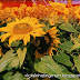 Be A Sunflower