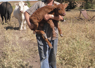 Shepherd carrying his "sheep"