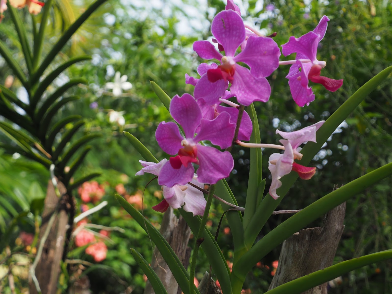 Pure Oxygen Generators Self Supporting Orchids