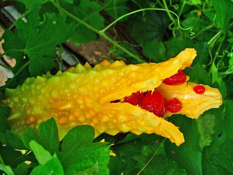 Daftar Nama Buah Inggris Indonesia A Sampai Z : www.buahaz.com