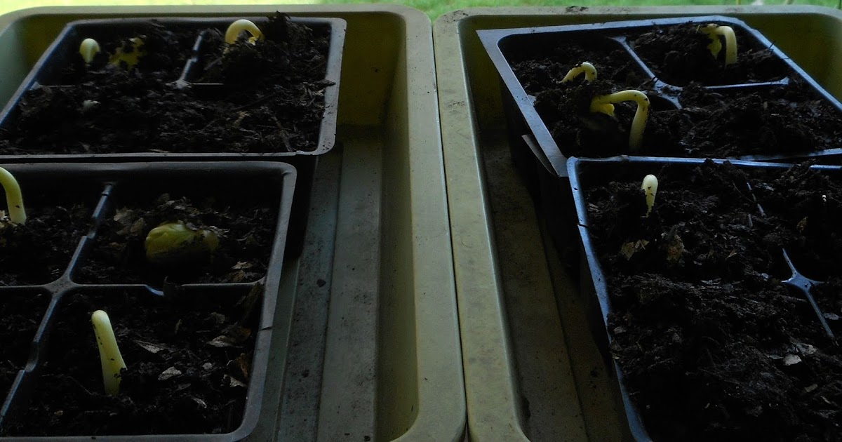 From Seed to Scrumptious Dr. Martin Lima Beans