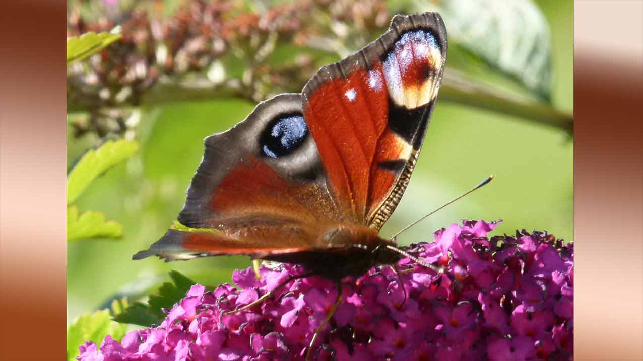 papillon de jour mots fléchés