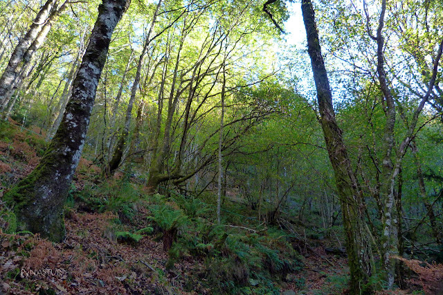 Bosque del Silencio - Villanueva de Oscos - Asturias Bosque del Silencio - Villanueva de Oscos - Asturias