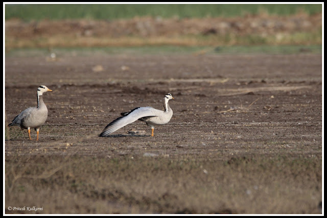 Bar headed goose yoga Bar headed goose yoga