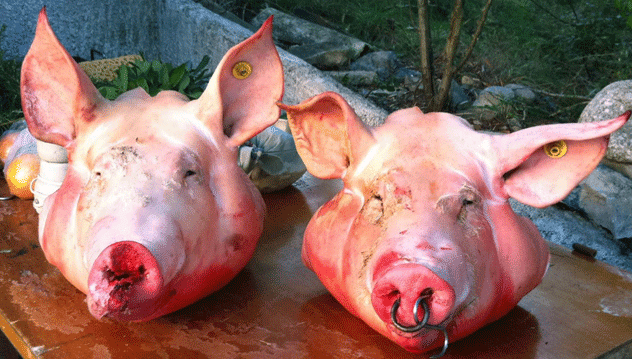 cochons.png