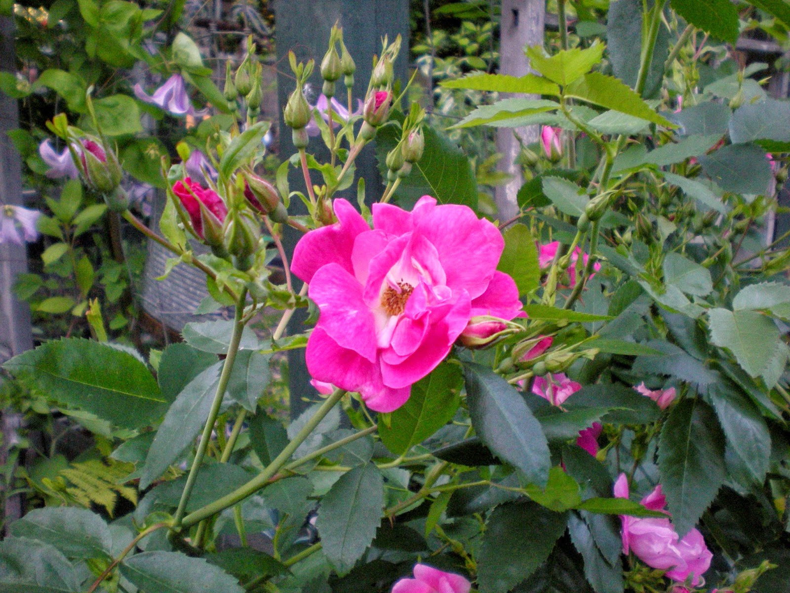 Future Plants By Randy Stewart Weigela