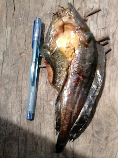 Gambar