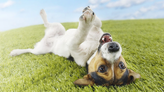 Photo funny dog on his back on the grass