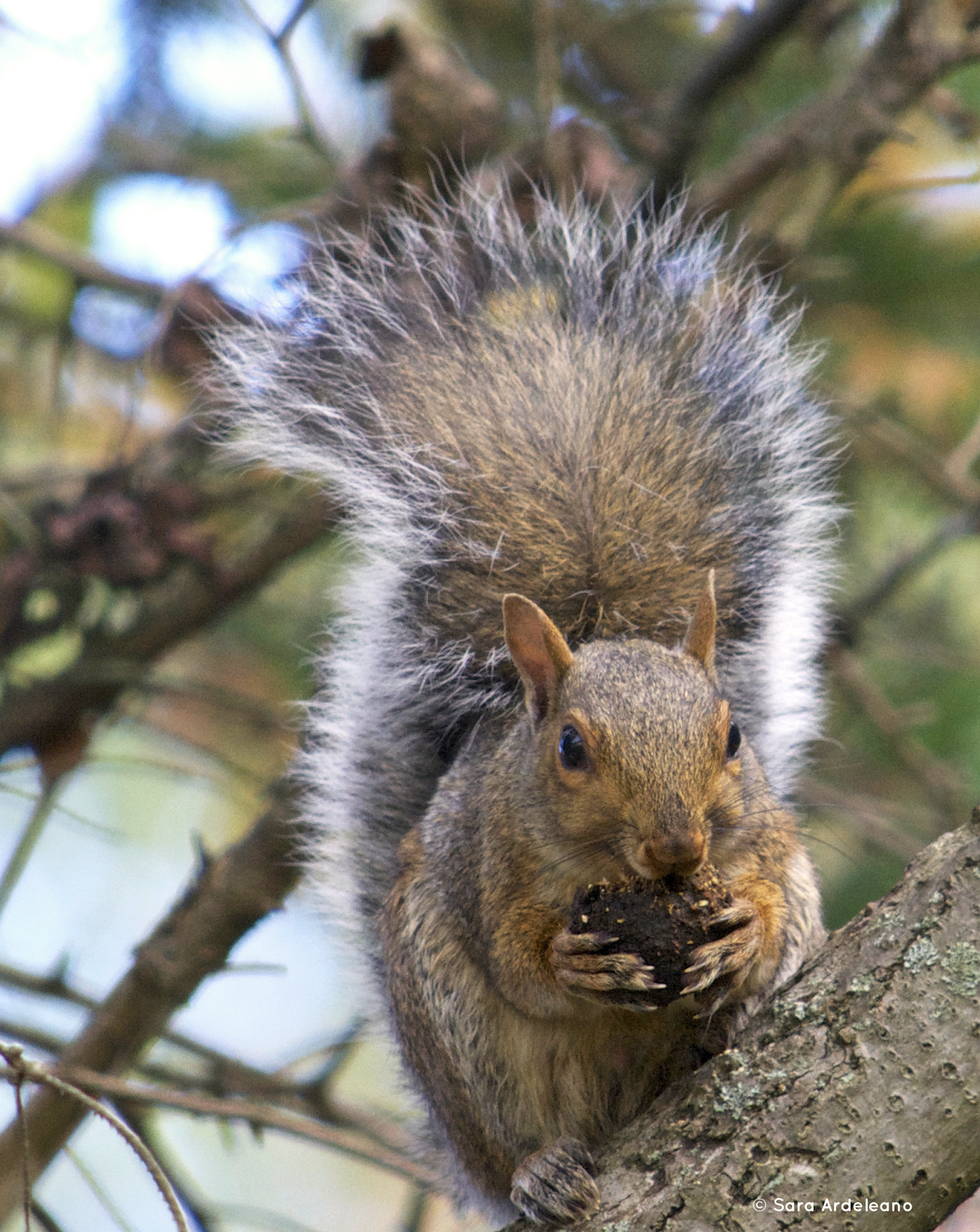 Sea Urchin Studio Red Squirrel, Black Walnut