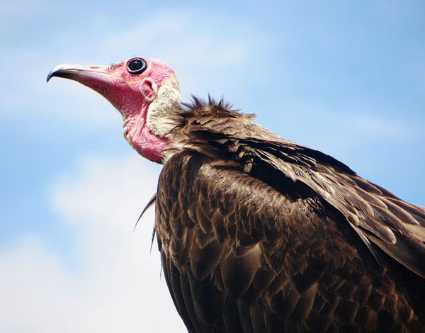 Mengenal Burung Bangkai Dan Cara Burung Bangkai Berkembang Baik