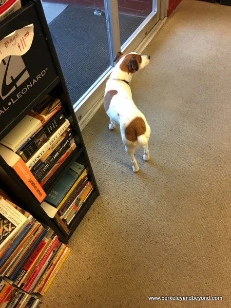 guard dog Zeus at The Book Juggler in Willits, California