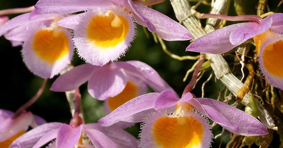 Den loddigessi Fragrant Dendrobium Orchid Species Pink Yellow Pendant 