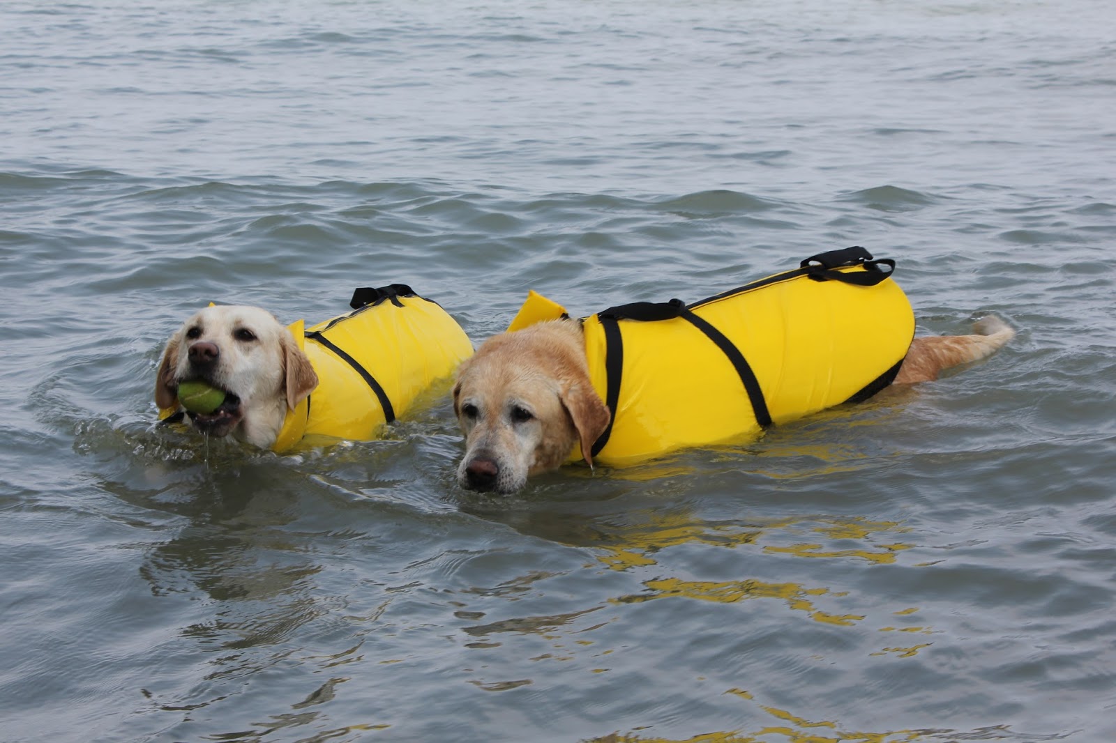 Two Yellow Dogs Travel America 2 Very YELLOW Dogs on Lake Erie, and