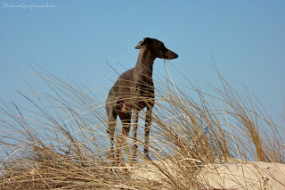 NATAN z Ochoczej Italian Greyhound