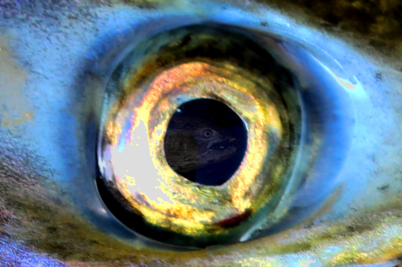 Illinois Wisconsin Fishing bright fall skies and salmon eyes