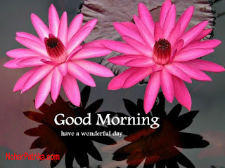 Free Download 60 Beautiful Hd Good Morning Images With Flowers
