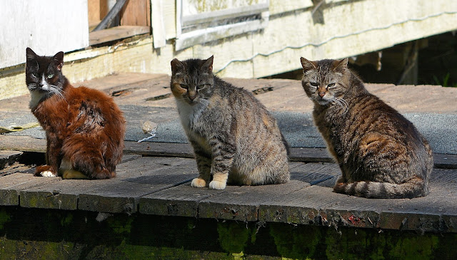 3 feral cats in a row