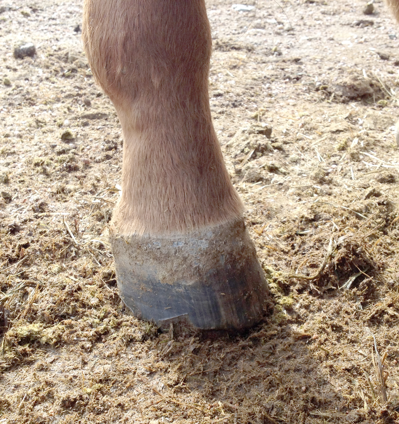 Bit of Honey Training No Hoof, No Horse!