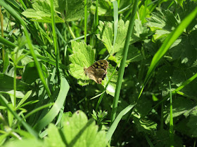 Speckled Wood Butterfly on Buttercup Leaf (?)