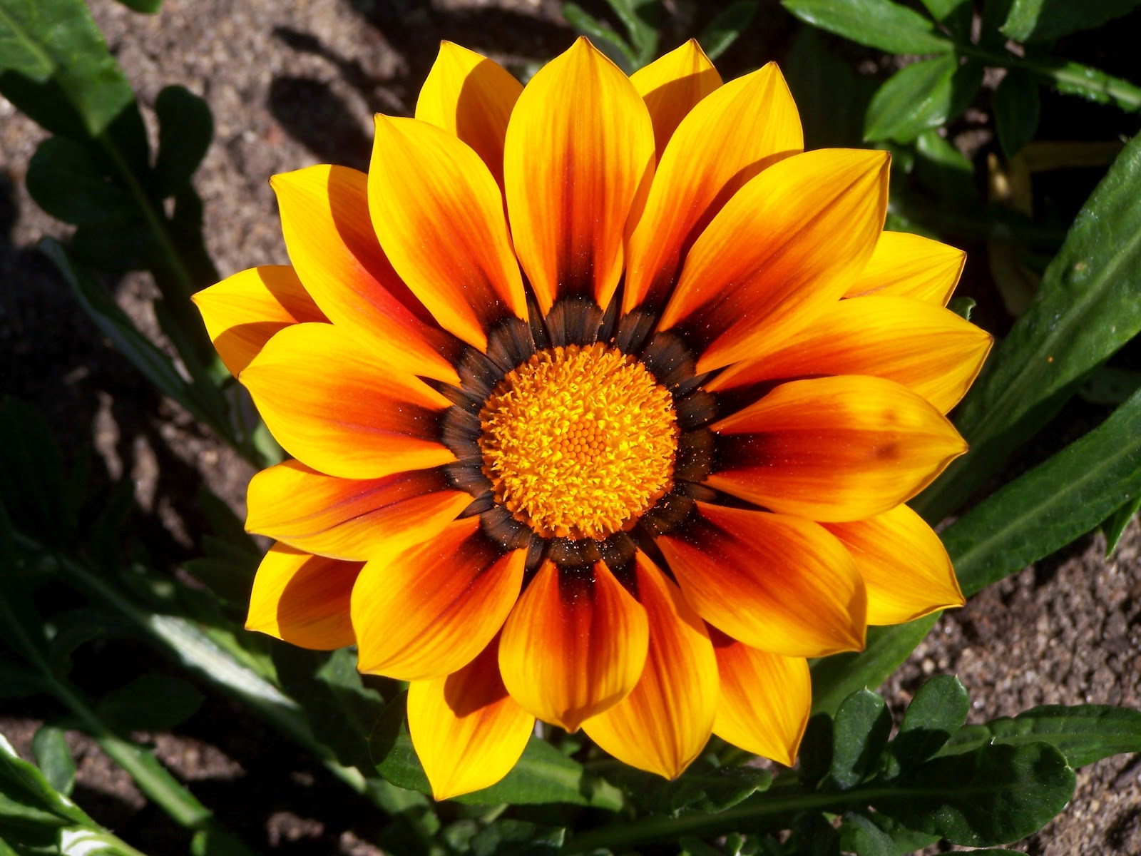 flowers for flower lovers.: Gazania flowers pictures.