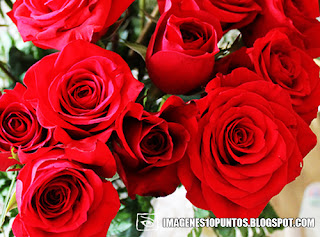 imagenes de rosas imagenes de rosas