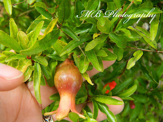 Barefoot Gardening