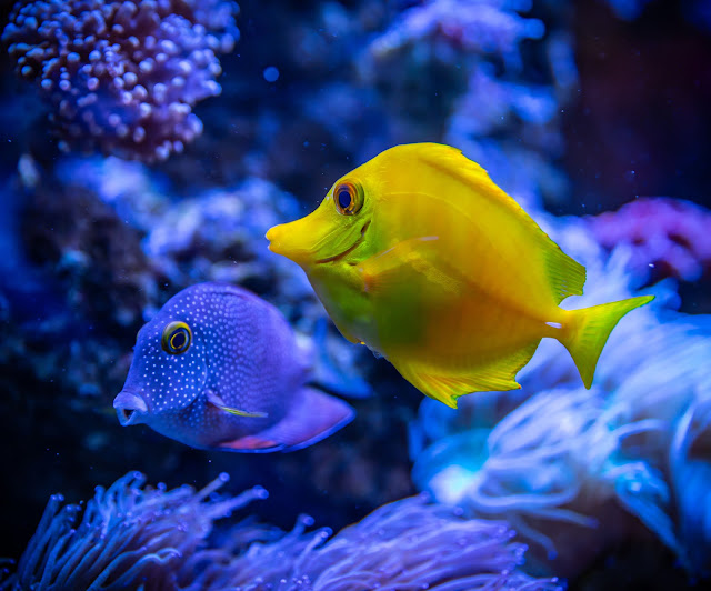 animal images animal images
