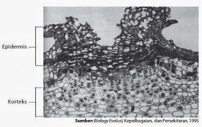 Epidermis tersusun atas sel-sel yang Epidermis tersusun atas sel-sel yang