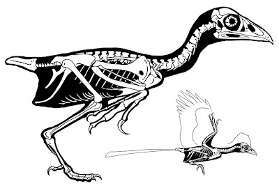 esqueleto de Changchengornis