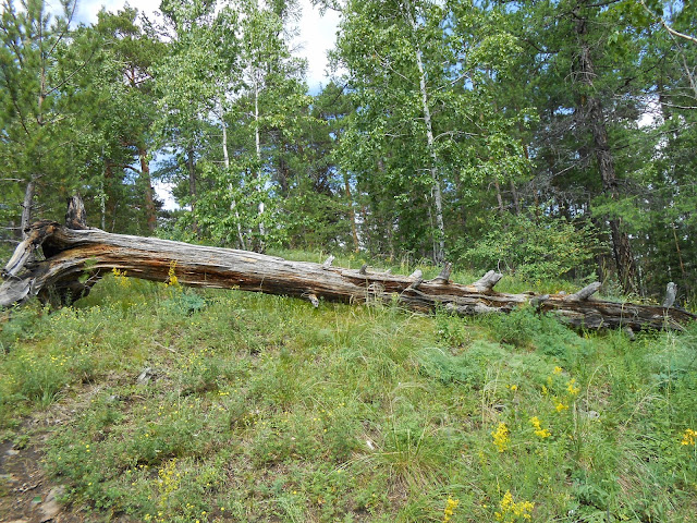 Поваленное дерево в окрестностях горы Сугомак