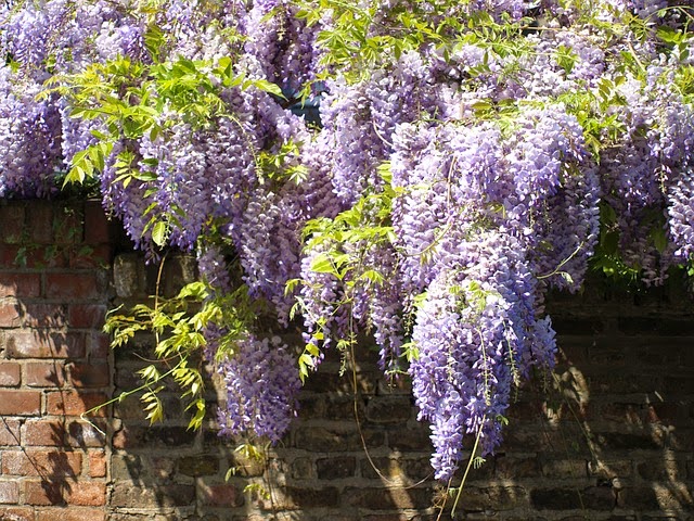 Shiatoshi Wisteria Flower Seed Germination Tips